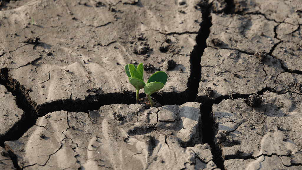 Mudanças climáticas: a importância da conscientização e da ação coletiva